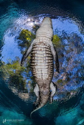 Casper's Window - Casper, a 3m American alligator, passin... by Hannes Klostermann 
